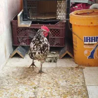 یک مرغ ویک خروس