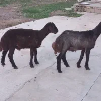 بره نر قزل افشار