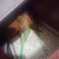 جفت ملنگو