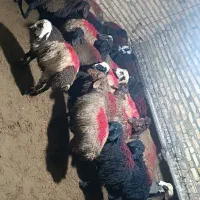 بره نر پای پروار درجه یک