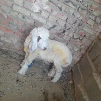 بره|حیوانات مزرعه|زاهدان, |دیوار