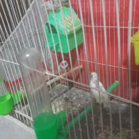 کینگ