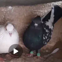 کبوتر سینه ای گمشده