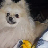 گمشده پامر روباهی نر