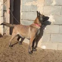 سگ مالینویز ماده