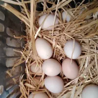 تخم مرغ نطفه دار کوشین