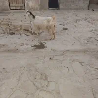 بز و بزغاله