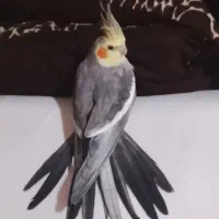 عروس هلندی نر سخنگو