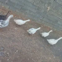 غاز