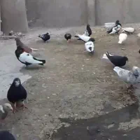 کفتر