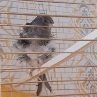 قناری ماده فری