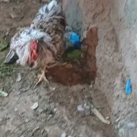 خروس،غاز