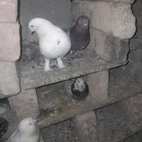 کفتر پرشی جوجه دار و‌تکی 25عدد
