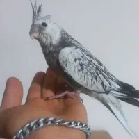 سه عدد عروس هلندی