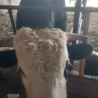 گوساله چاق سرک دار سیمینتال