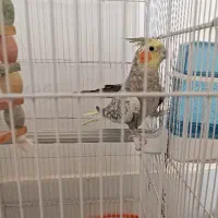 عروس هلندی طاووسی