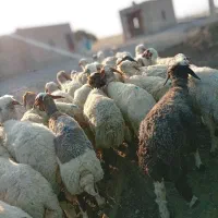 گوسفند