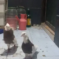 کبوتر طوقی نروماده