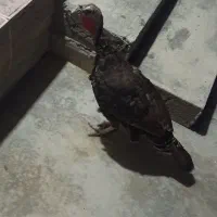 بوقلمون،خروس،غاز