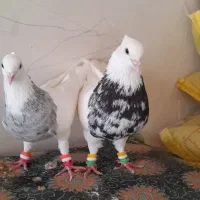 کبوتر طوقی رامشیر