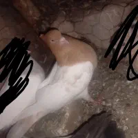 کبوتر (کفتر) کله زرد کاکلی چشم سفید