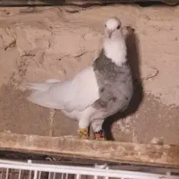 جفت طوقی نام بروان