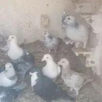 کفتر