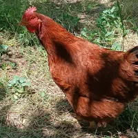 ۸ عدد مرغ تخم گذار و خروس سرخ طلایی محلی روستایی