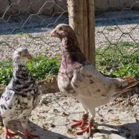 جفت سار|پرنده|بجنورد, |دیوار