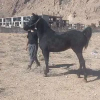 مادیان مشکی