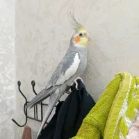 عروس هلندی با قفس و لوازم