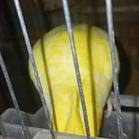 عروس هلندی ارزان
