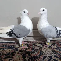 فروش طوطی