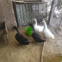 قازواردک