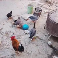 مرغ وخروس وغاز
