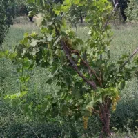 باغ-گردو-و-بادام