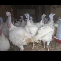 بوقلمون محلی و پرورشی پاک کردن رایگان