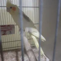 عروس هلندی مولد در هر رنگ