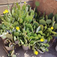 گل‌.|گل و گیاه طبیعی|سبزوار, طبرسی (جعفرآباد)|دیوار