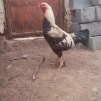 خروس لاری