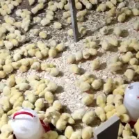 جوجه گوشتی نژاد راس ۳۰۸ درجه یک