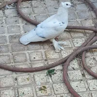 کفتر|پرنده|یزد, |دیوار