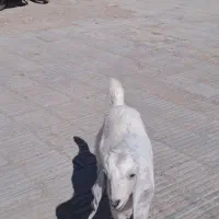 فروش سه عدد کره