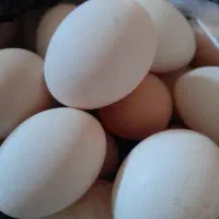 تخم مرغ
