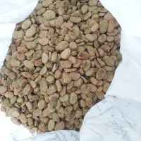 باقلا مازندرانی۶تن