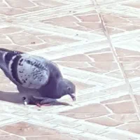 جفت پلاکی نر