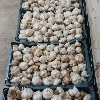 فروش سیر
