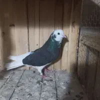 کبوتر
