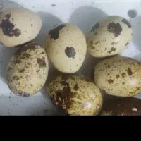 تخم بلدرچین خوراکی