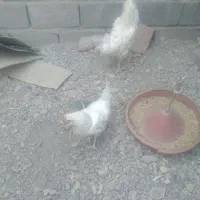 مرغ وخروس